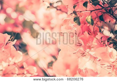 Paper Flowers Or Bougainvillea Vintage