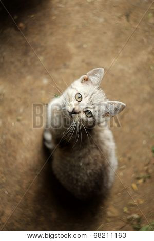 White and gray kitten (cat) lies and stares at you