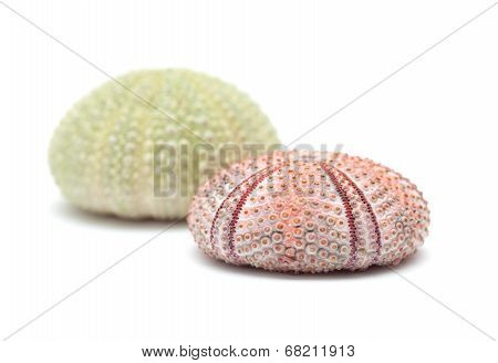 Sea Urchin Skeleton