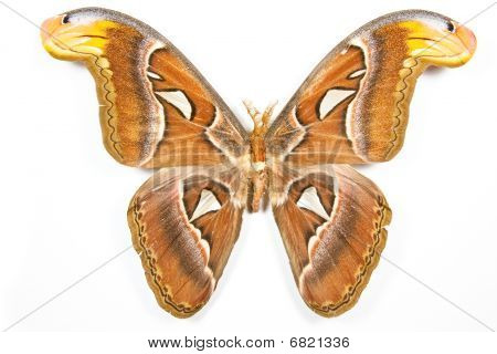나비 Attacus 아틀라스 절연