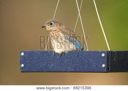 Juvenile Eastern Bluebird