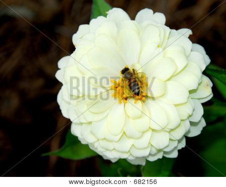 Cínie Flower Bumble Bee