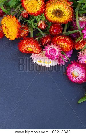 Bouquet of Everlasting flowers