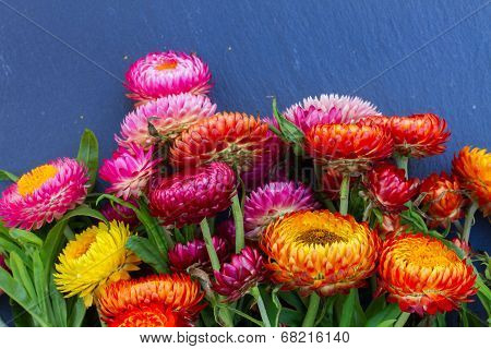 Bouquet of Everlasting flowers