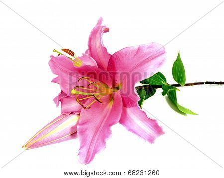 pink lily