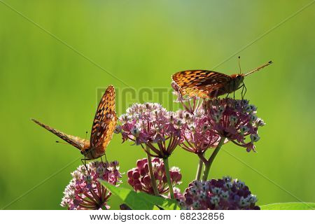 Two Aphrodite Fritillary butterflies