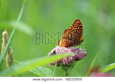 Aphrodite Fritillary