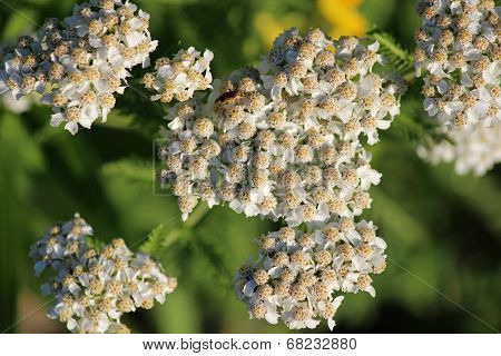 Mountain laurel