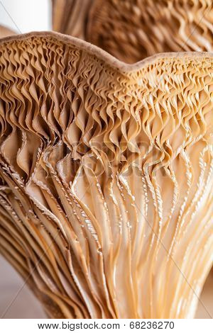 Pleurotus Eryngii