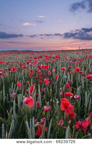 Poppy Field