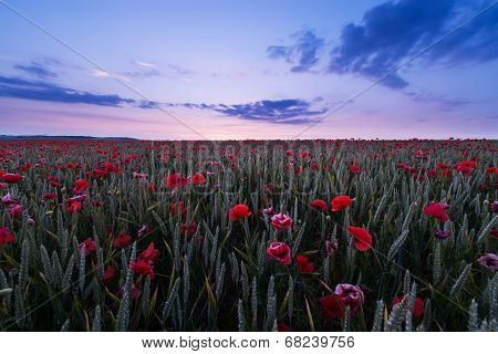 Poppy Field