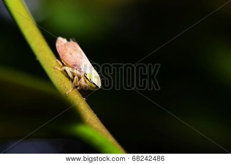 Cicada (magicicada) Perched On A Stick With A Green Background