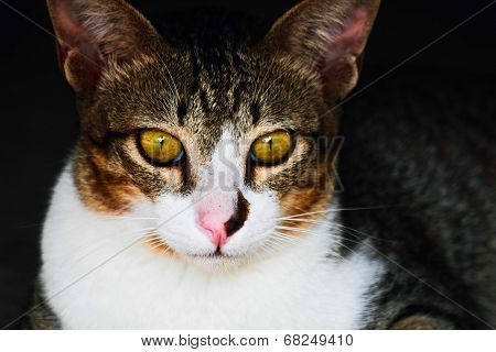 Cat In The Dark