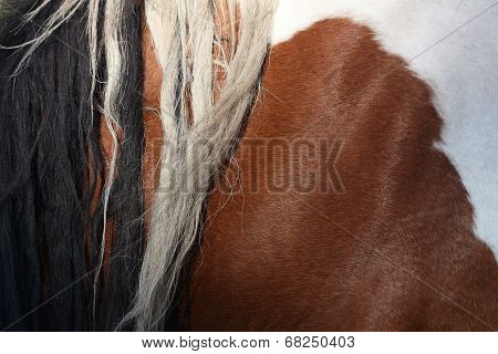 Brown And White Horse Mane Close Up