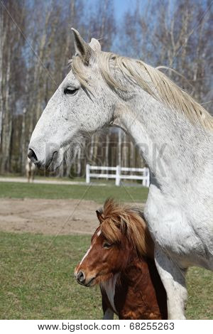 Big Horse With Pony Friend