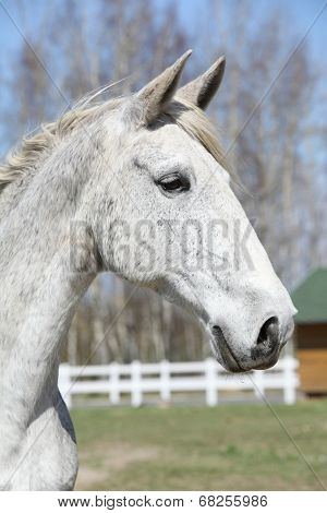 Portrait Of Nice White Kladruber Horse