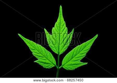 Green Maple Leaf
