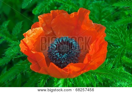 Poppy Flower
