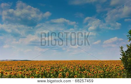 Sunflower Field And Clouds