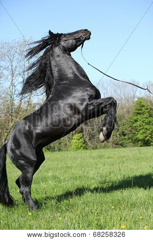 Gorgeous Black Stallion Prancing