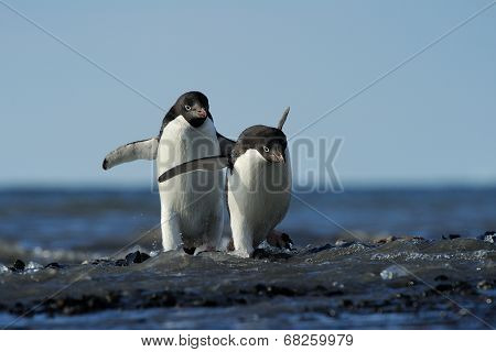 Adelie Penguin