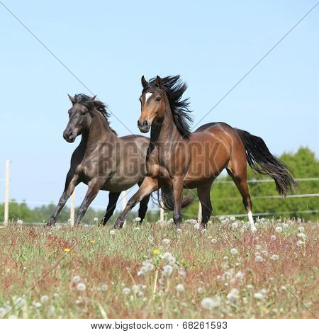 Two Amazing Horses Running On Spring Pasturage