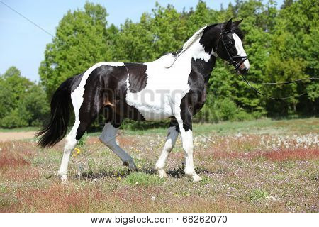 Beautiful Skewbald Stallion With Nice Haircut