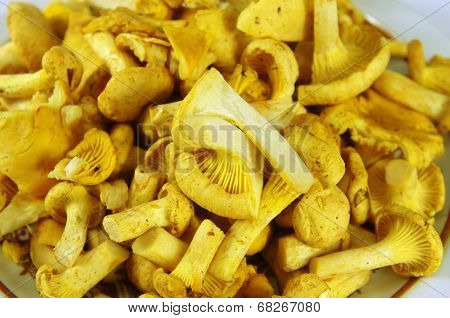 Three Chanterelle