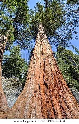 Sequioa National Park