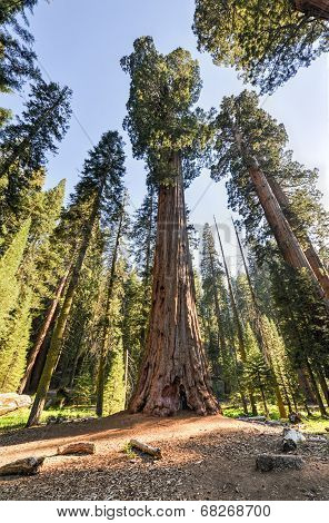 Sequioa National Park