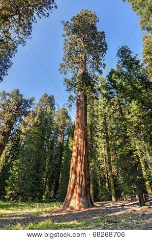Sequioa National Park