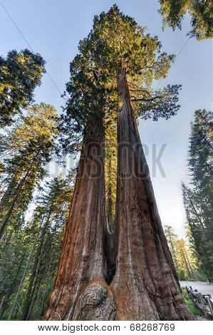 Merged Giant Sequoia Trees