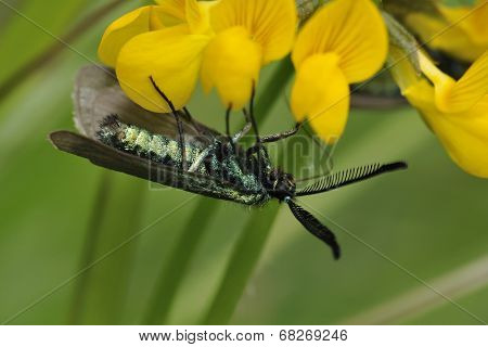 Cistus Forester Moth