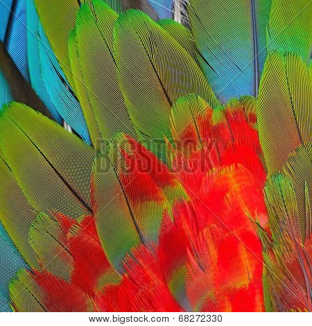 Greenwinged Macaw Feathers