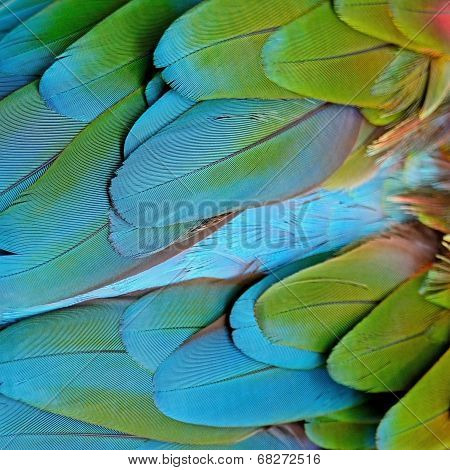 Greenwinged Macaw Feathers