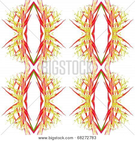 Heliconia Lady Di
