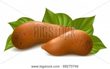Sweet potatoes with leaves. Vector illustration.