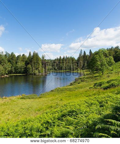 Tarn Hows near Hawkshead Lake District National Park England uk on a beautiful sunny summer day