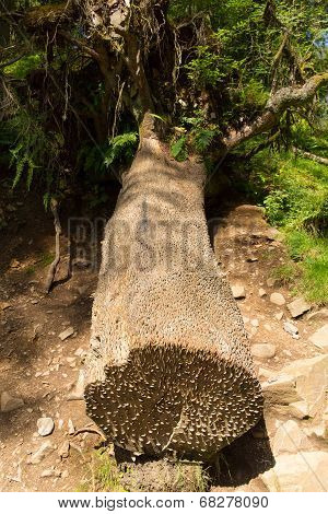 Famous coin tree at Tarn Hows Lake District National Park England uk
