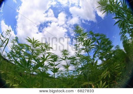 Campo de maconha
