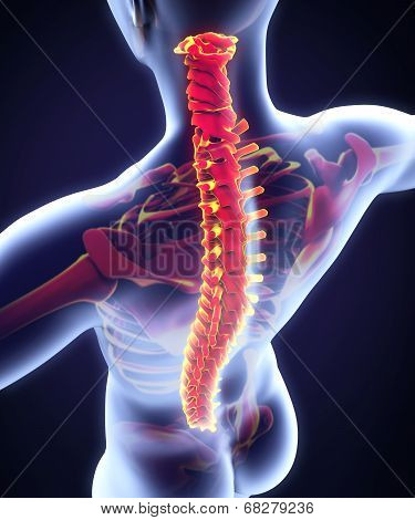 Human Male Spine Anatomy