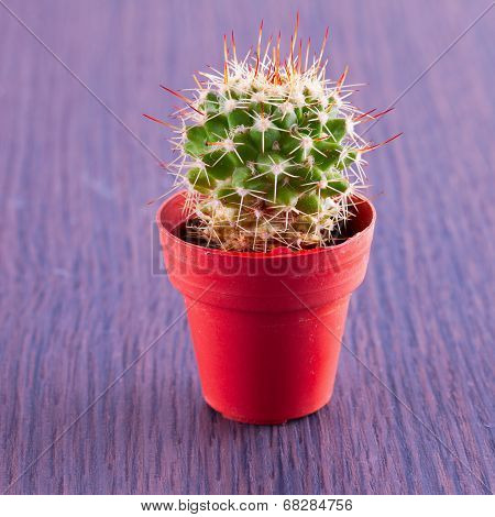 Echinopsis Subdenudata