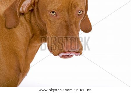 Burnunu yalama köpek