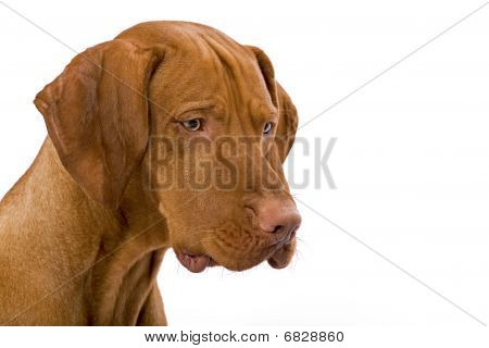 köpek portre