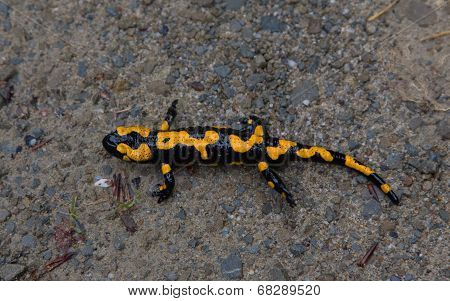 Fire Salamander In Rain Closeup