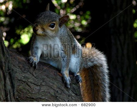 squirrel