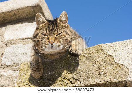 Beautiful Cat