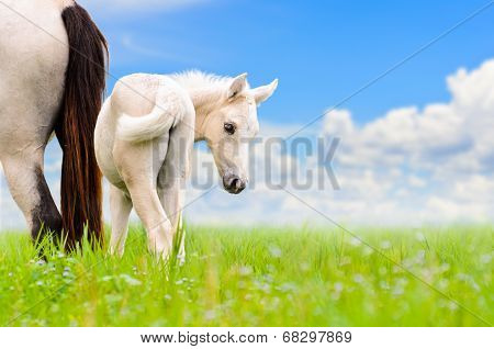 White Horse Mare And Foal On Sky Background