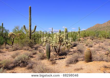 Arizona desert