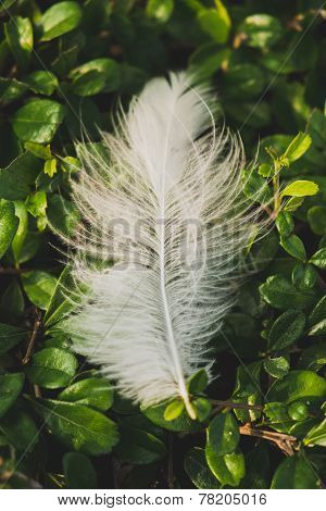 Feather on Green